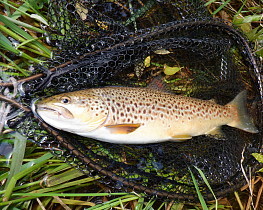 Upper Wye trout - Dave Collins